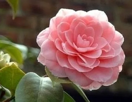 camelia