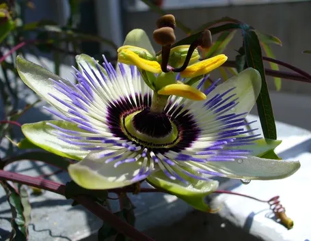 piante rampicanti