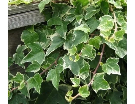 edera