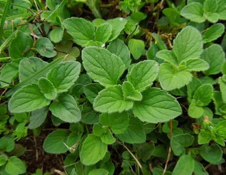 erbe aromatiche