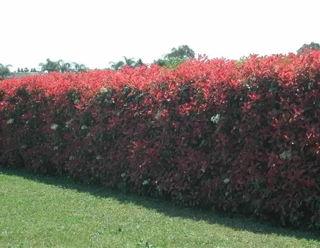 photinia