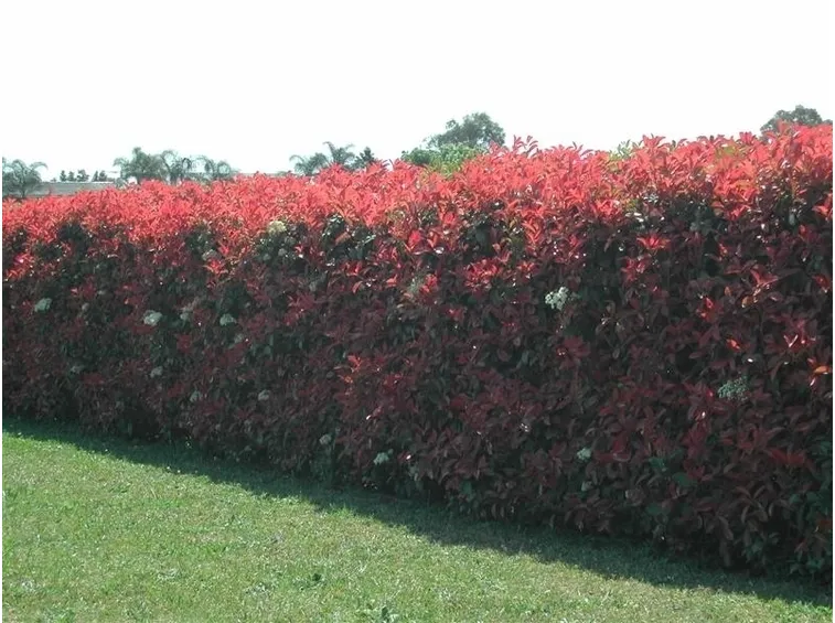 photinia