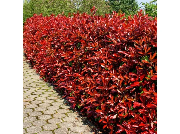 pianta da giardino