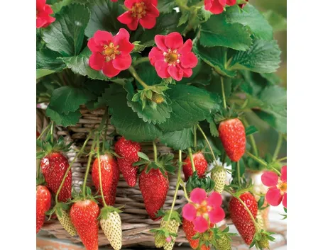 Fragole rampicanti