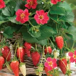 Fragole rampicanti