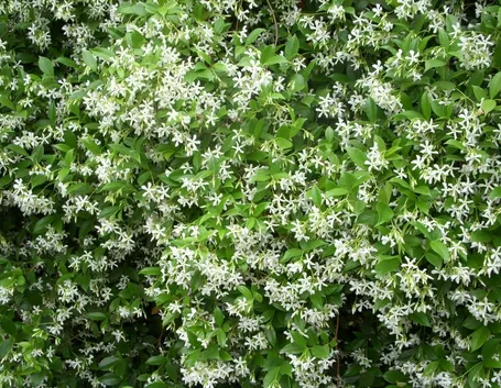 gelsomino rampicante