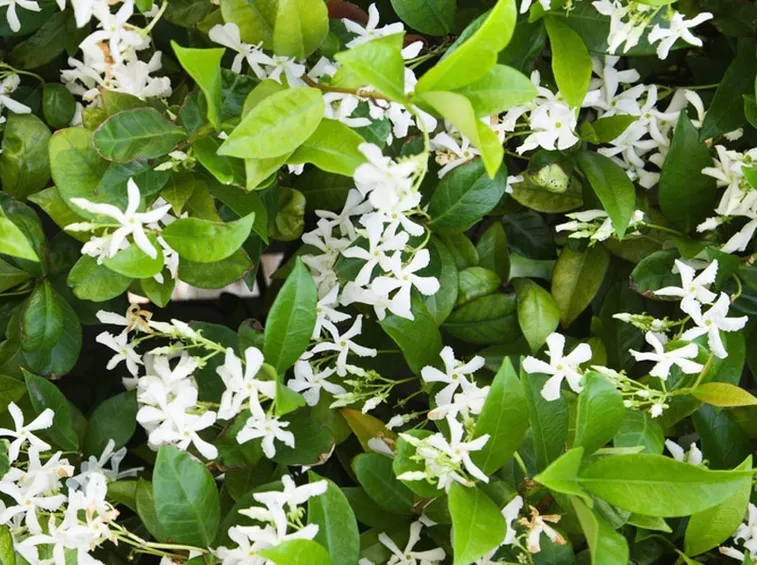 gelsomino rampicante