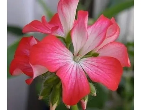 fiore gernaio