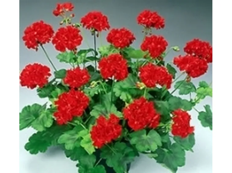 geranio rosso