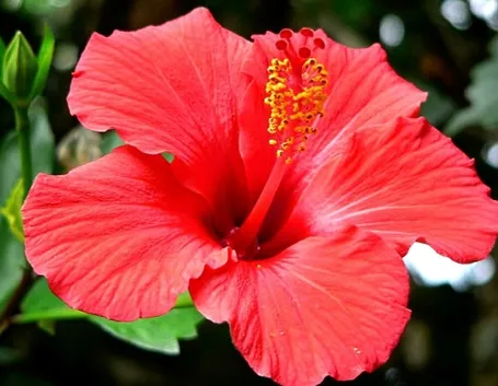 ibisco