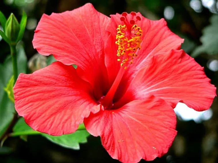 ibisco