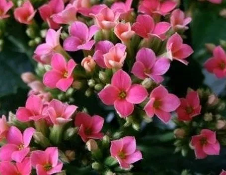 fiori Kalanchoe