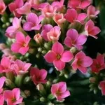 fiori Kalanchoe