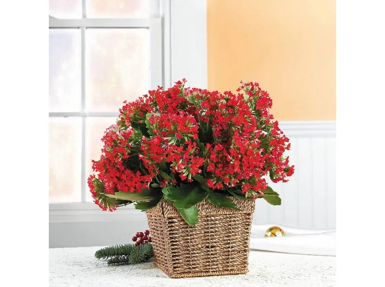 Kalanchoe