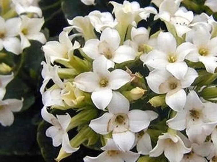 Kalanchoe