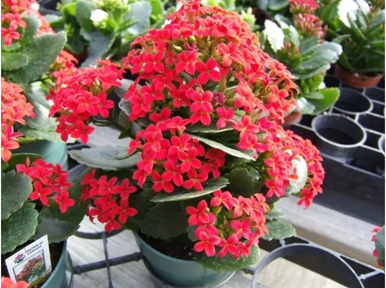 Kalanchoe
