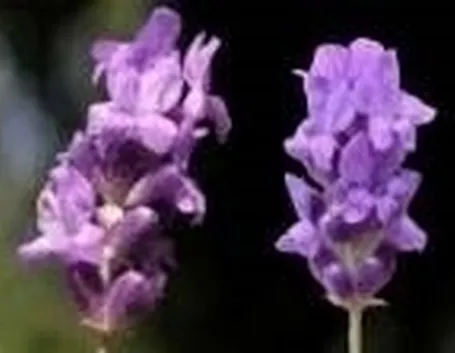 lavanda