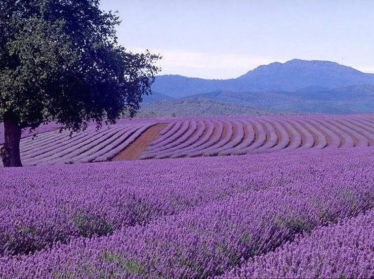coltivazione di lavanda