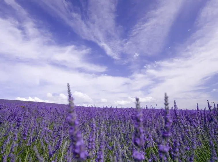 lavanda