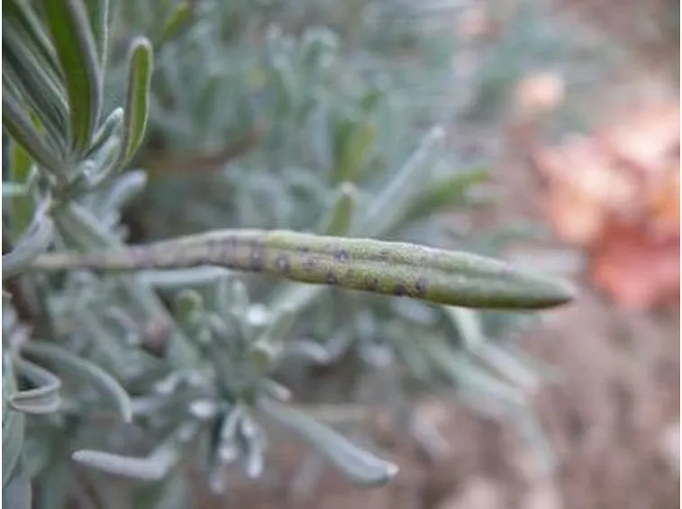 foglia di lavanda malata