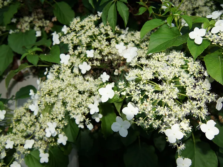 ortensia rampicante