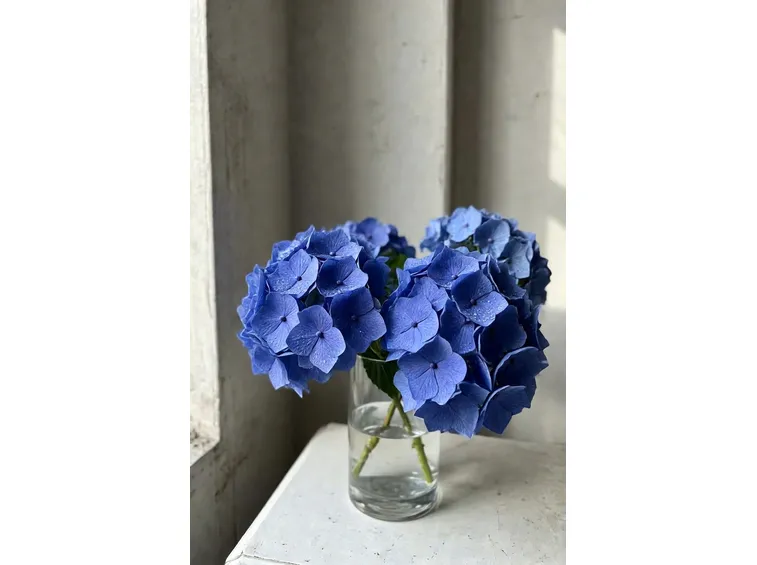 ortensie in vaso