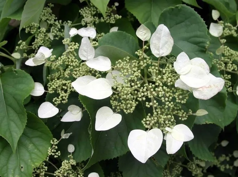 ortensie rampicanti