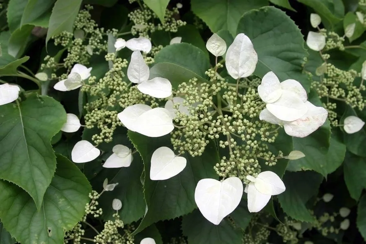 ortensie rampicanti