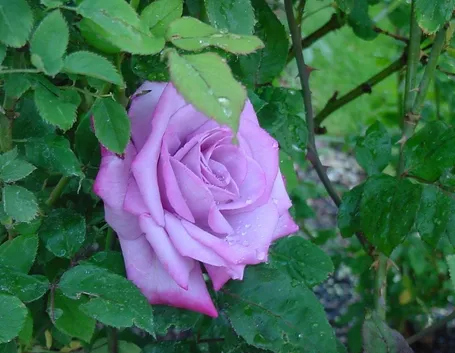 rosa selvatica