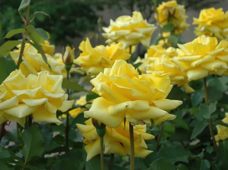 rose gialle