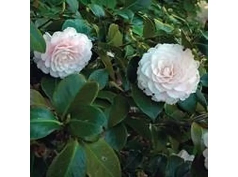 camelia