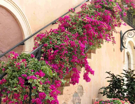 bougainvillea