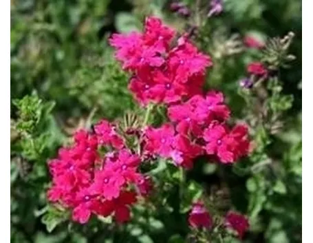verbena