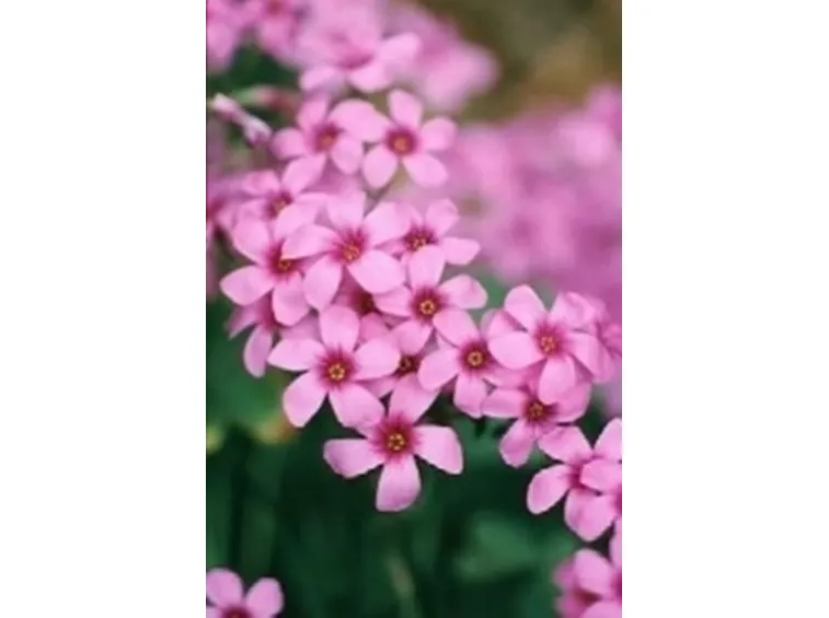 oxalis 