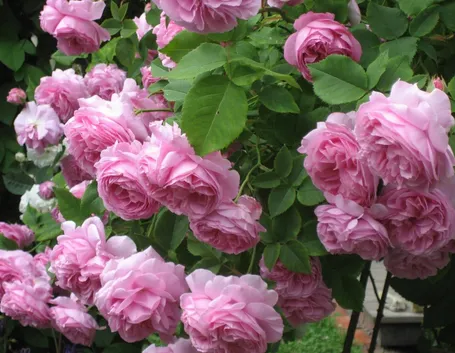 Rose antiche