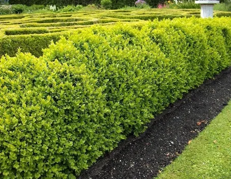 Siepi da giardino