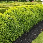 Siepi da giardino
