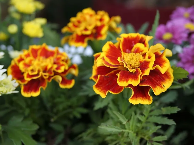 fiori di calendula