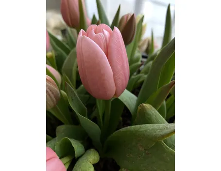 tulipani 