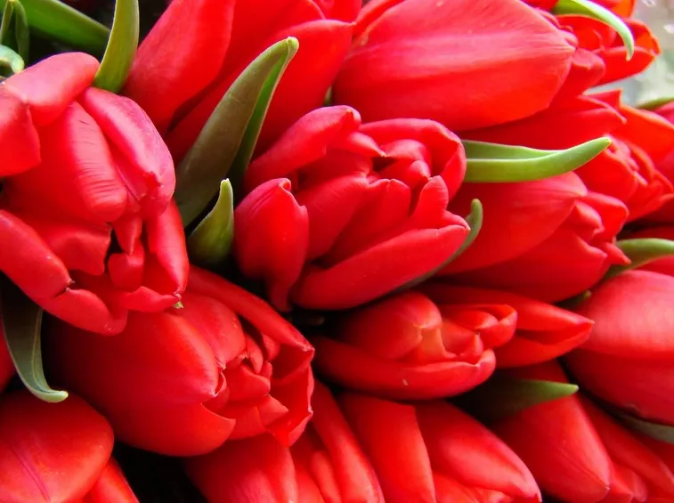 tulipani 