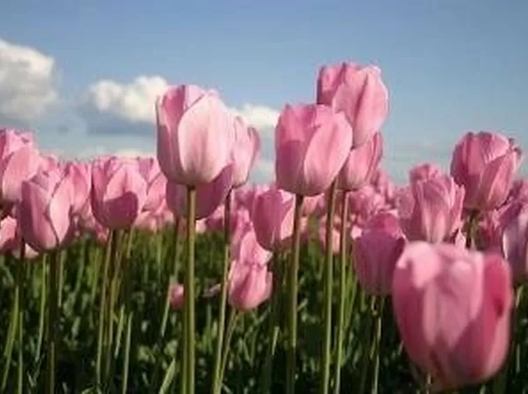 pianta di tulipani 