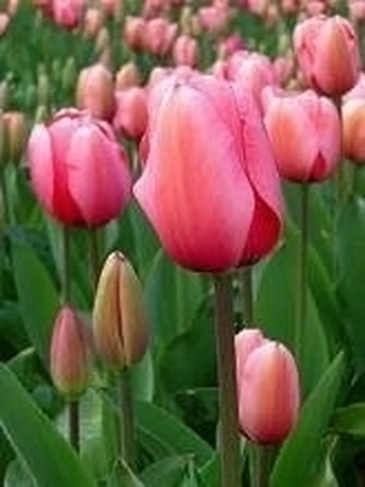 tulipani 