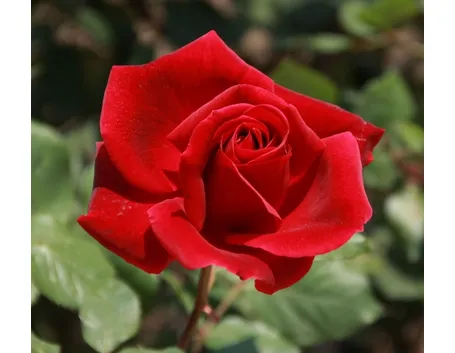 Classica rosa tea