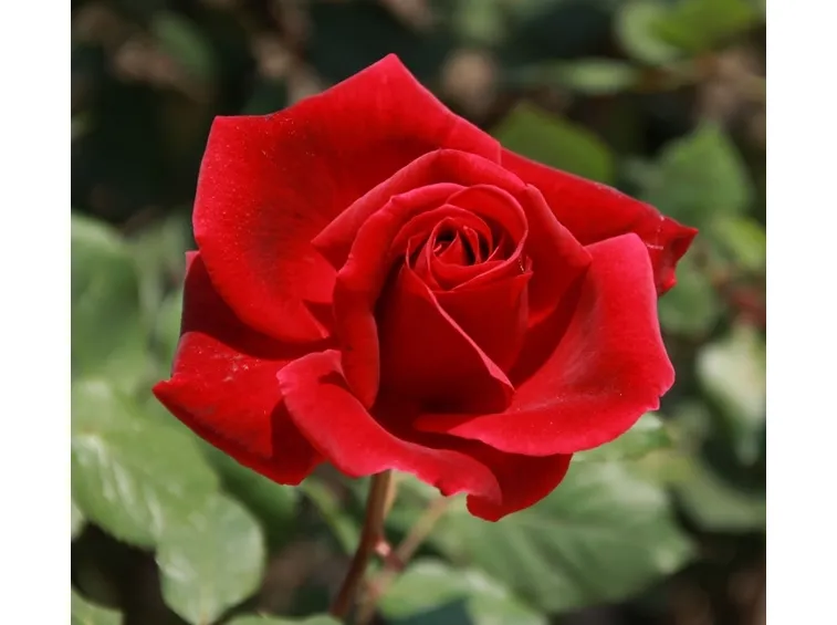 Classica rosa tea