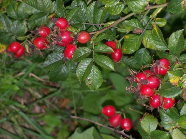 Bacche di rosa canina