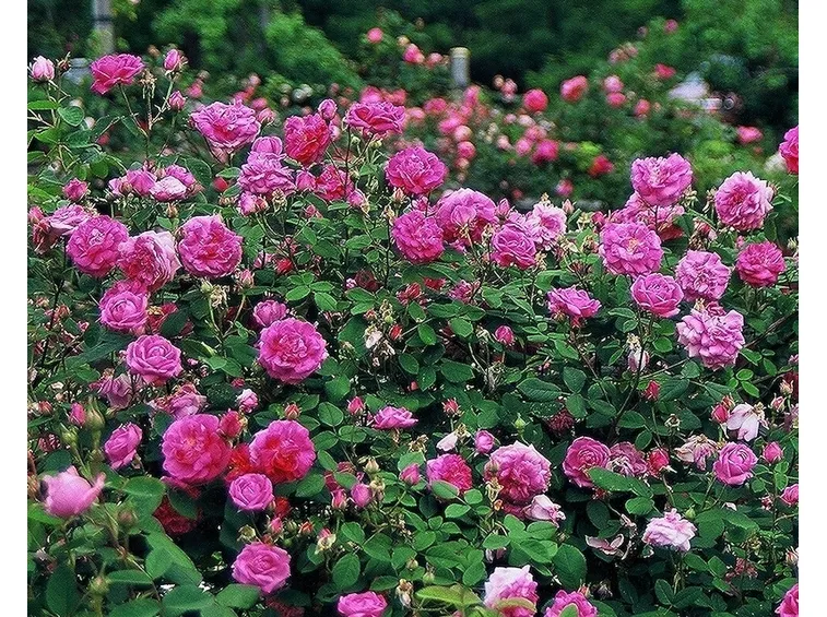 Arbusto di rosa di varietà antica