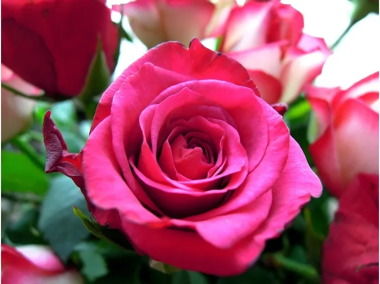 Rose inglesi in fiore