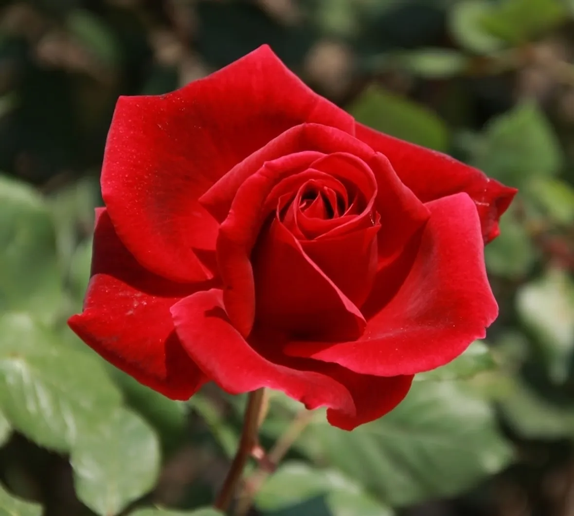 Classica rosa tea