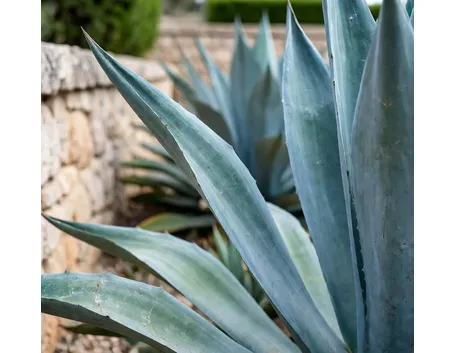 agave americana