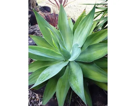 agave attenuata